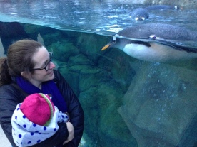 Me and my daughter admiring a penguin at the Calgary Zoo.